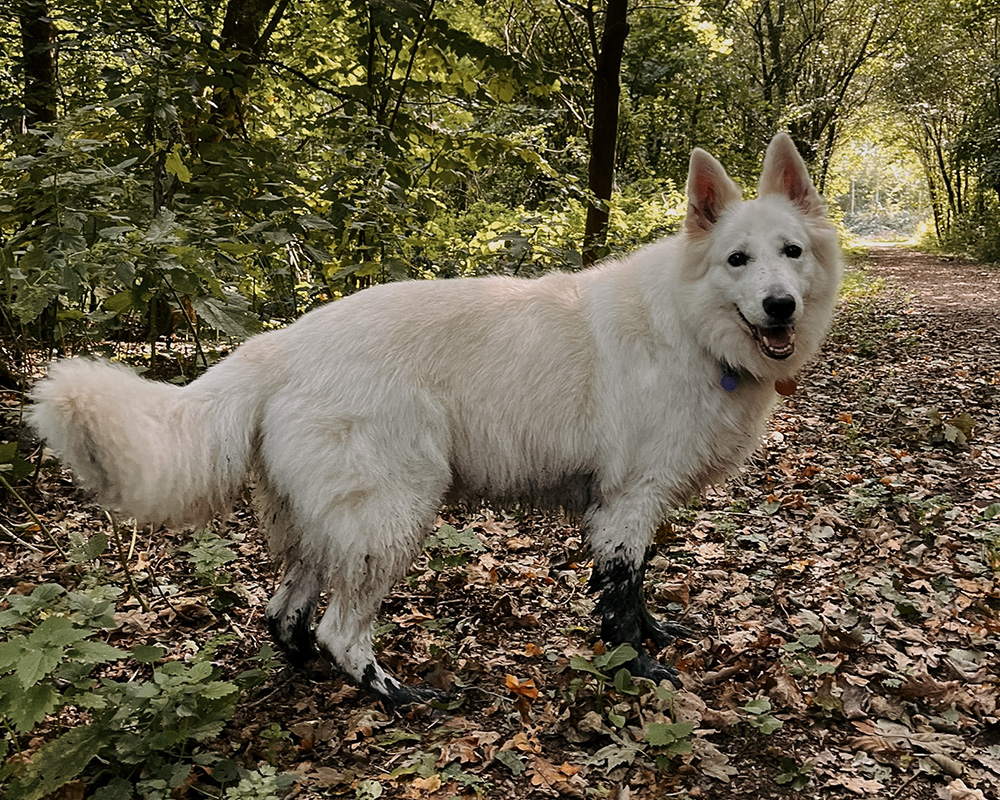 Juno