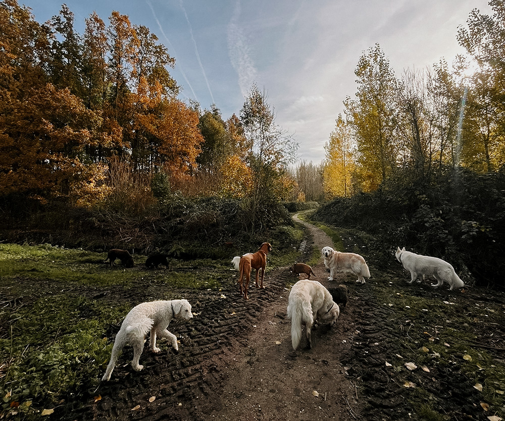 Terra Dogs Delftse hout klein 2
