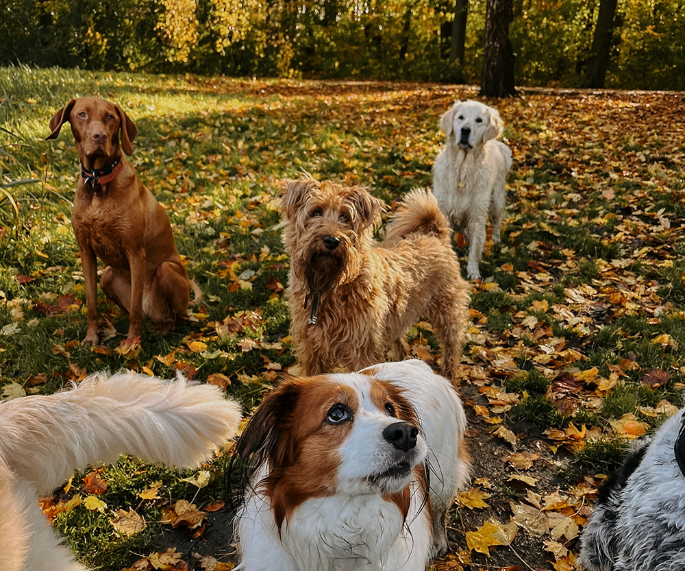 Terra Dogs Delftse hout gwendoline bos roedel